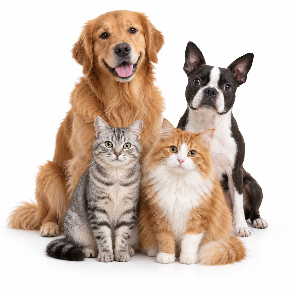 Perros y Gatos
