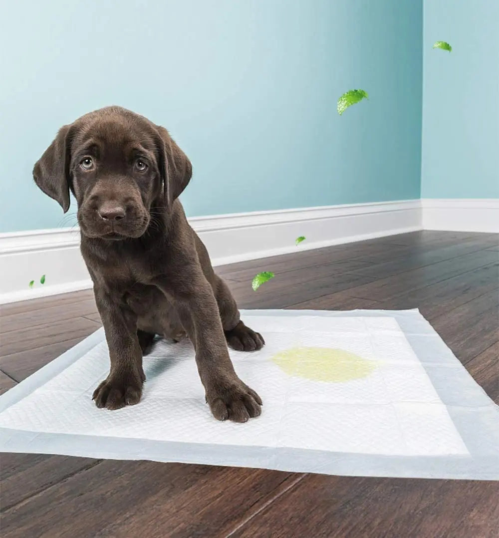 Empapadores para Perros de Entrenamiento y Alfombrilla Higiénica