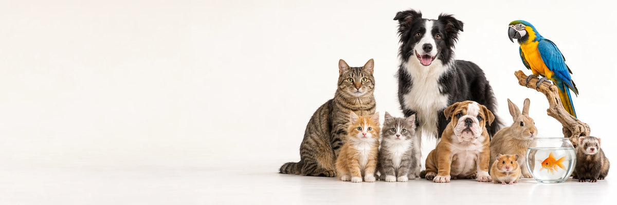 Perros, gatos, pájaros, peces y roedores juntos